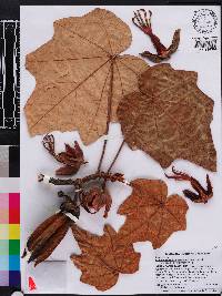 Chiranthodendron pentadactylon image