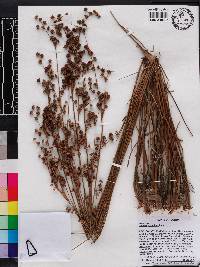 Juncus scirpoides image