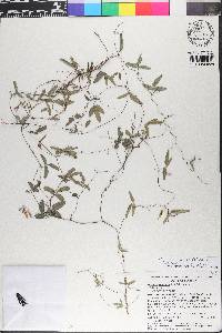 Galactia volubilis image