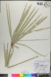 Cyperus involucratus image