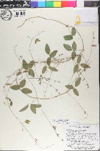 Galactia volubilis image