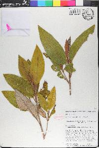 Miconia cineana image