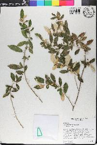 Solanum crotonoides image