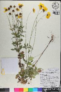 Coreopsis basalis image