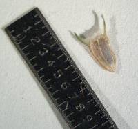 Spermacoce neoterminalis image
