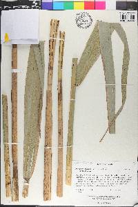 Phragmites australis image