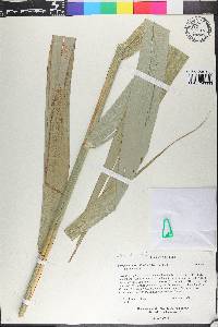 Phragmites australis subsp. australis image