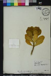 Scaevola plumieri image