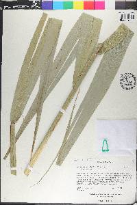 Phragmites australis image