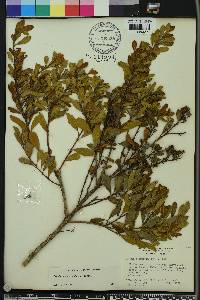 Lyonia ferruginea image