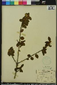 Ilex vomitoria image