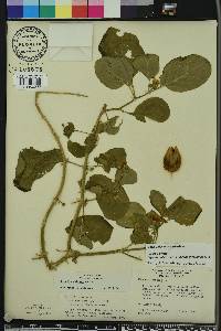 Physalis walteri image