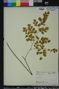 Adiantum tenerum image