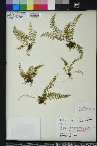 Asplenium verecundum image