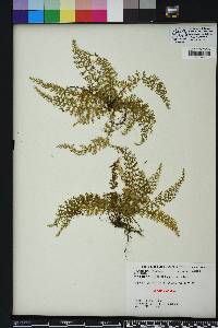 Asplenium verecundum image