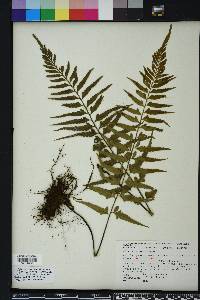 Asplenium auritum image