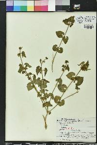 Matelea pubiflora image