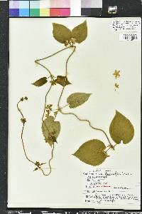 Matelea flavidula image