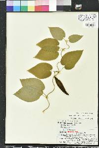 Matelea alabamensis image