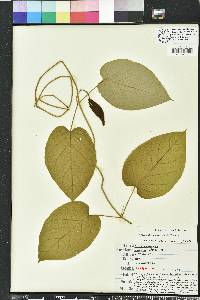 Matelea alabamensis image