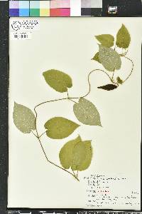 Matelea floridana image