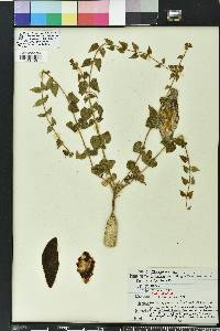 Matelea pubiflora image