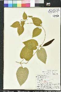 Matelea alabamensis image