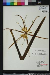 Hymenocallis henryae image