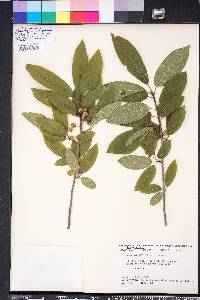 Ilex amelanchier image