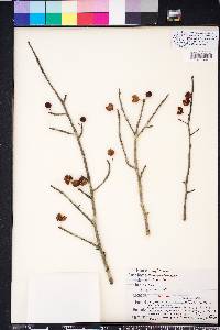 Ilex amelanchier image