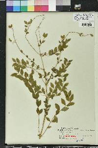 Symphoricarpos orbiculatus image