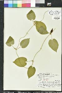 Matelea floridana image