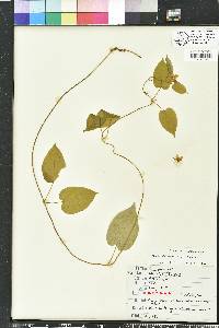 Matelea alabamensis image