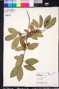 Ilex amelanchier image