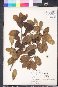 Ilex amelanchier image