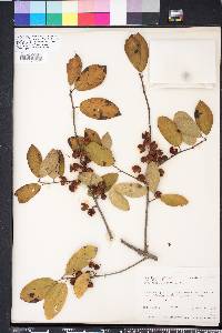 Ilex amelanchier image