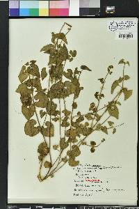 Matelea pubiflora image