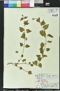 Matelea pubiflora image