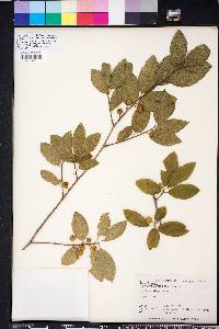 Ilex amelanchier image