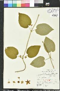 Matelea alabamensis image