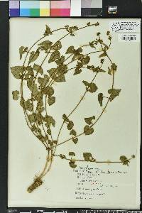 Matelea pubiflora image