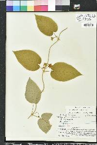 Matelea alabamensis image