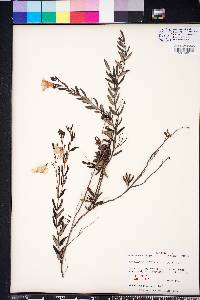 Angadenia berteroi image