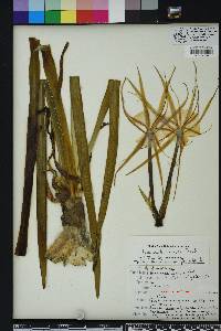 Hymenocallis henryae image