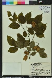 Staphylea trifolia image