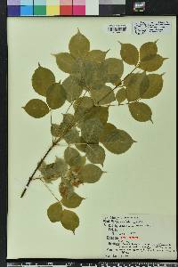 Staphylea trifolia image