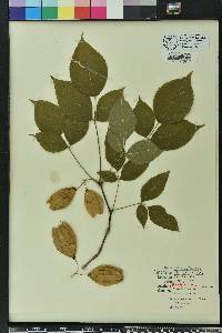 Staphylea trifolia image