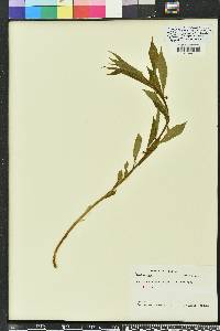 Cubelium concolor image