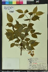 Staphylea trifolia image