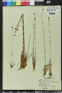 Xyris isoetifolia image